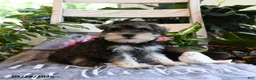 Miniature Schnauzer dogs for sale: Molly - Ad 3