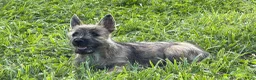 Cairn Terrier dogs for sale: Daisy  - Ad 5
