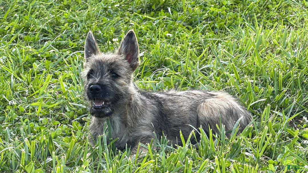 Cairn Terrier dogs for sale: Daisy  - Ad 5