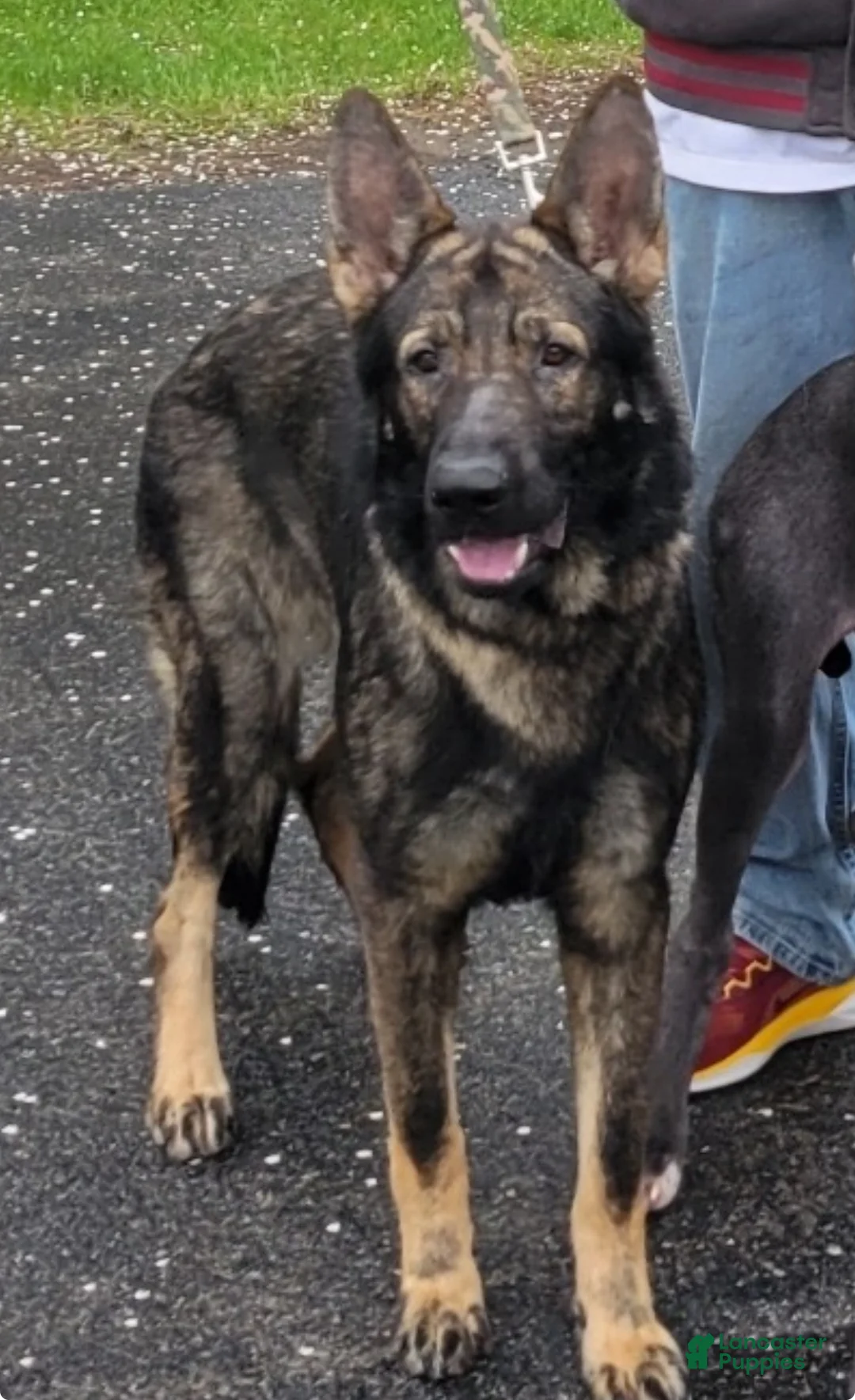 German Shepherd dogs for sale: German Shepherd Puppy 3 - Ad 12