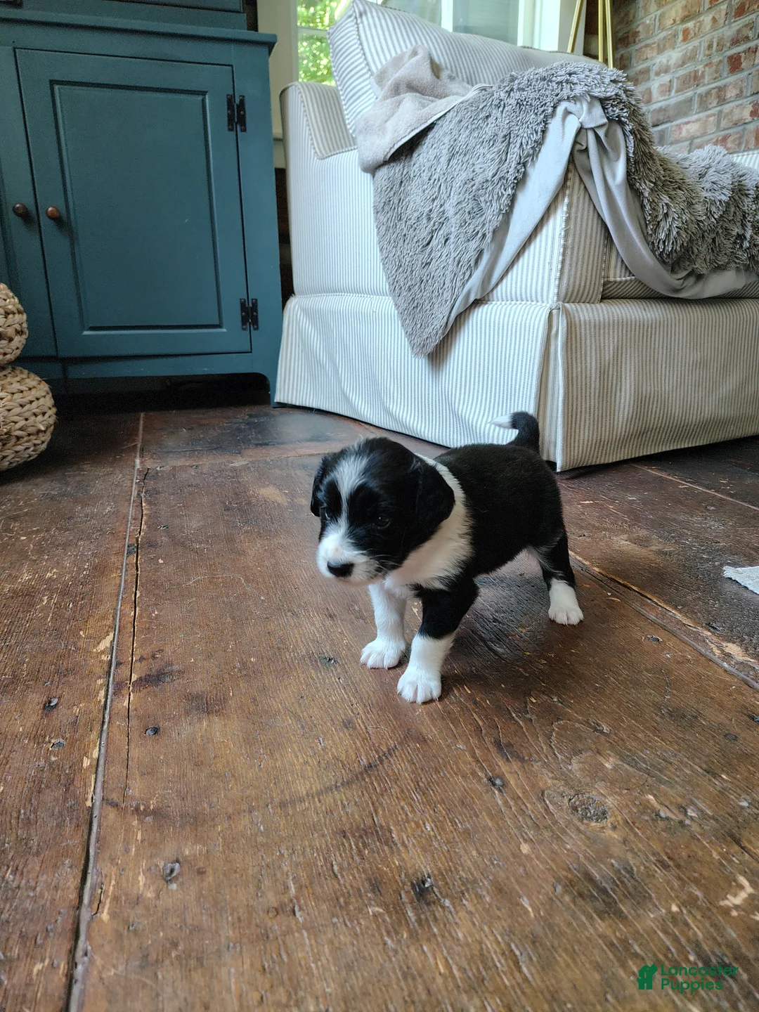 Australian Shepherd dogs for sale: Pickles/female Australian Shepherd  - Ad 2