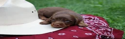 Miniature Dachshund dogs for sale: Scotch - Ad 1
