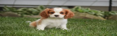 Lincoln Cavalier King Charles Spaniel 