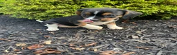 Mixed Breed dogs for sale: Dolly - Ad 4