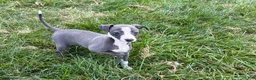 Italian Greyhound dogs for sale: Fiona - Ad 9
