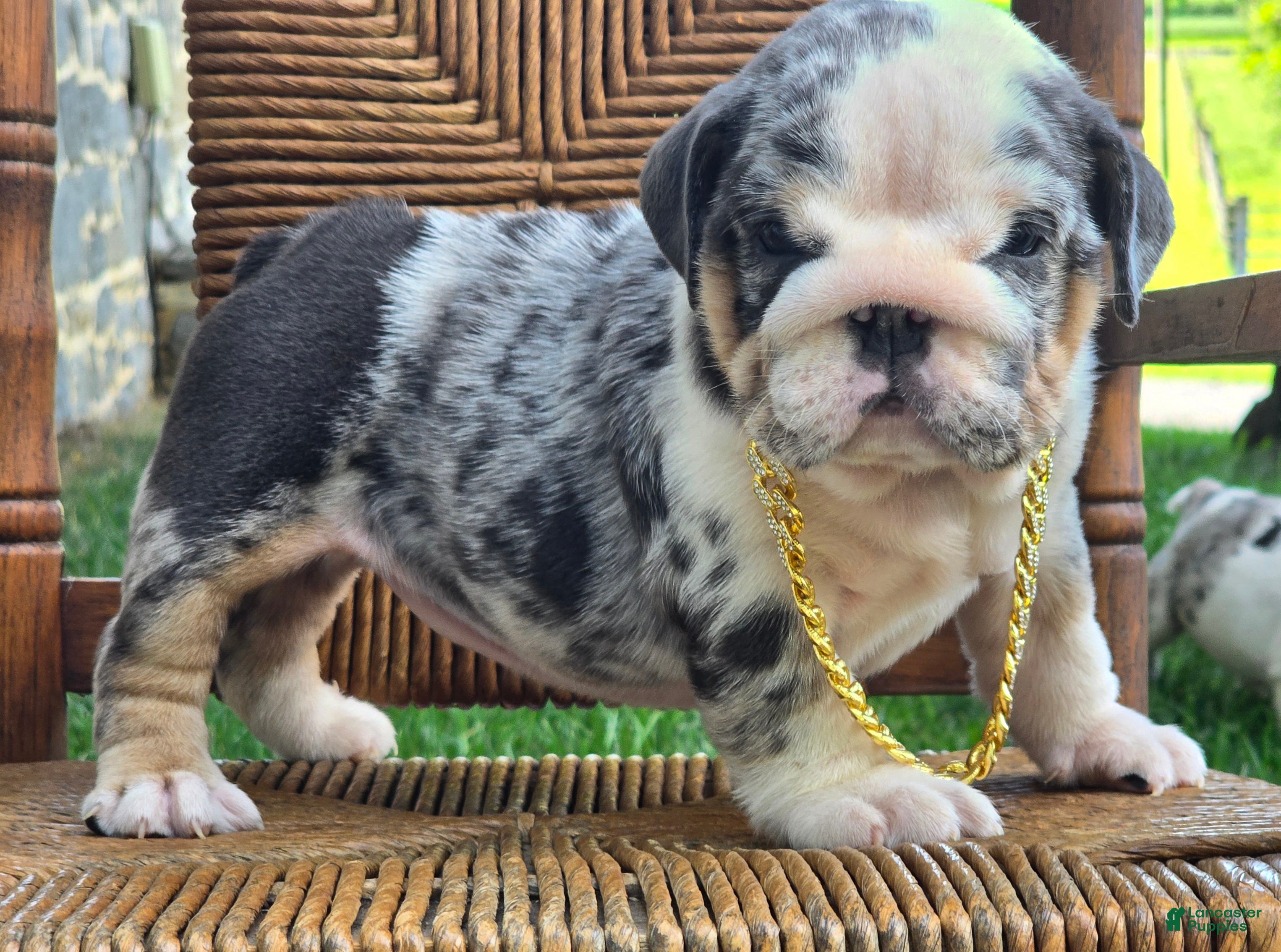 English Bulldog dogs Blizzard - Ad 1