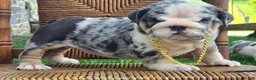 English Bulldog dogs for sale: Blizzard - Ad 1
