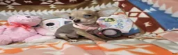 Chihuahua dogs for sale: Marty McFly (mini) - Ad 3