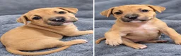 American Bully dogs for sale: Amethyst  - Ad 3