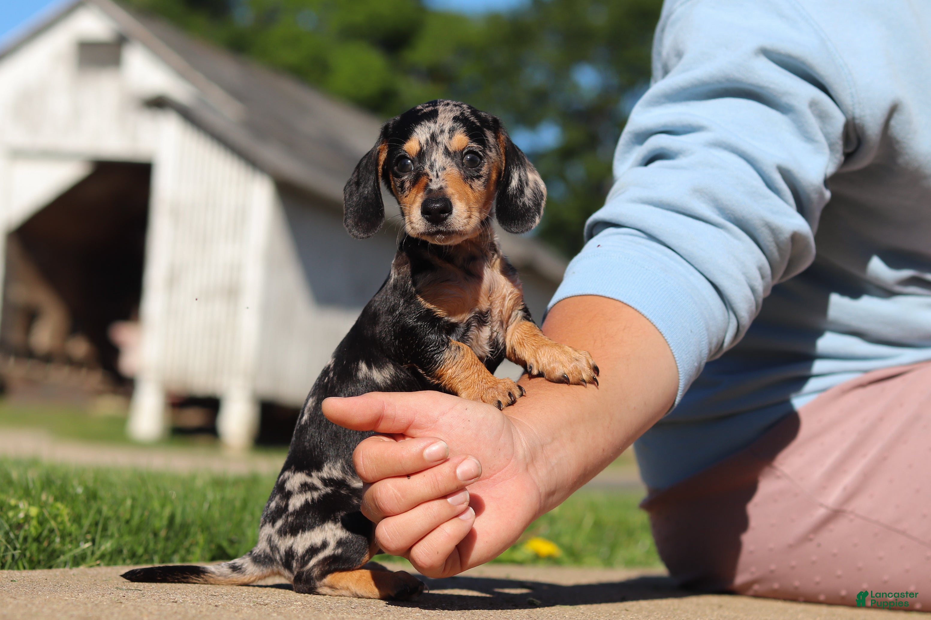 Miniature Dachshund dogs Barney - Ad 2