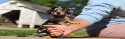 Miniature Dachshund dogs for sale: Barney - Ad 2