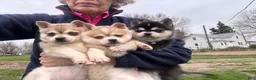 Alaskan Klee Kai dogs for sale:  Puppy 2 - Ad 3