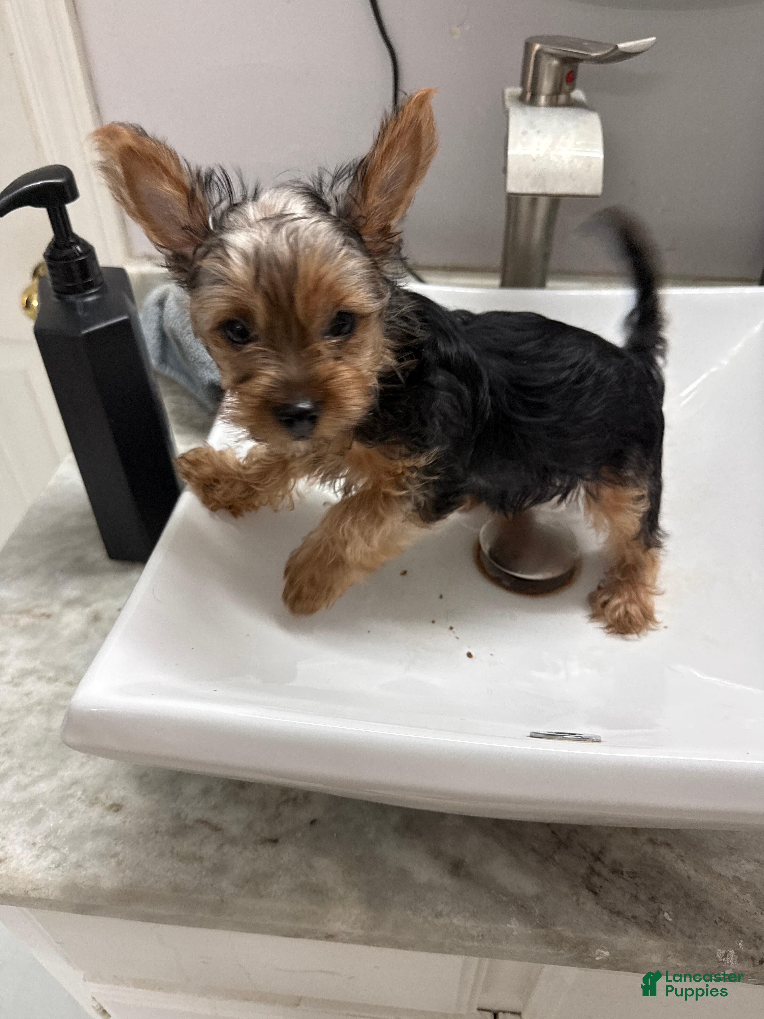 Yorkshire Terrier dogs Yorkshire Terrier 1 - Ad 1