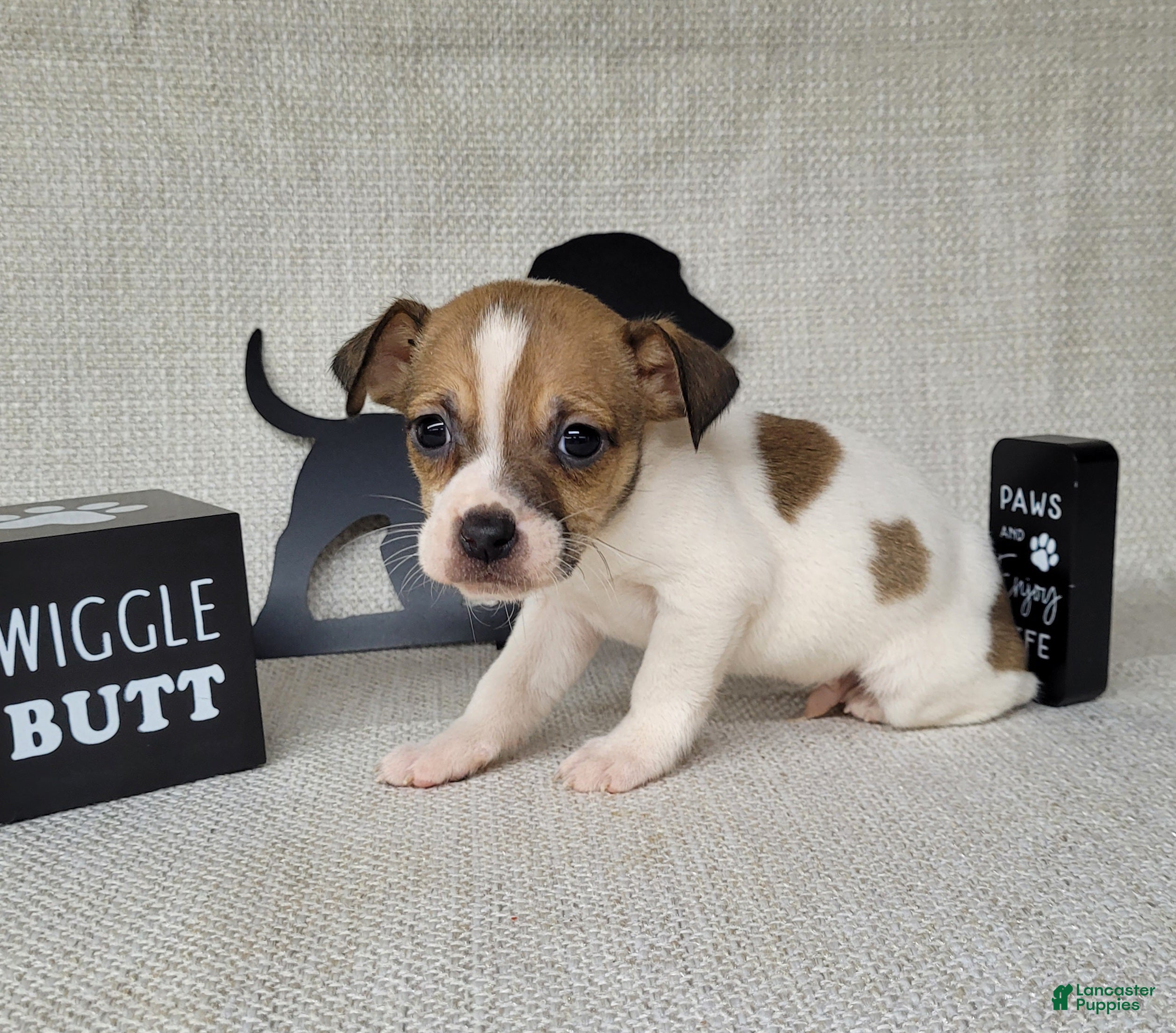 Jack Russell Terrier dogs Westfork's TORQ - Ad 11