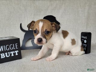 Jack Russell Terrier dogs Westfork's TORQ - Ad 16