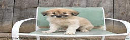 Mixed Breed dogs for sale: Lily - Ad 3