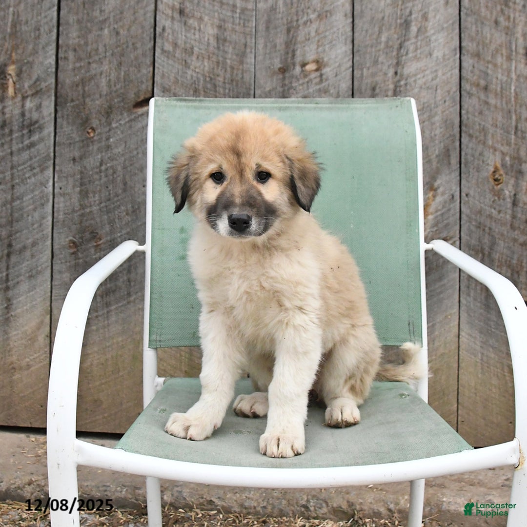 Mixed Breed dogs for sale: Lily - Ad 3