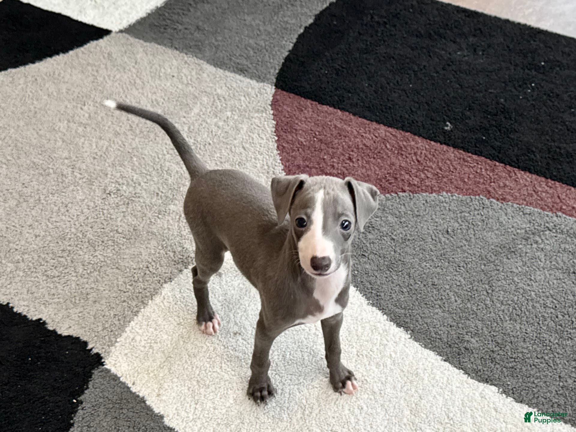 Italian Greyhound dogs Joey - Ad 10