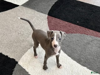 Italian Greyhound dogs Joey - Ad 11