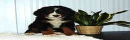 Bernese Mountain Dog dogs for sale: Bella - Ad 7