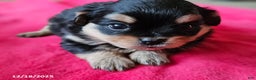 Mixed Breed dogs for sale: Lily EXTRA SMALL - Ad 5