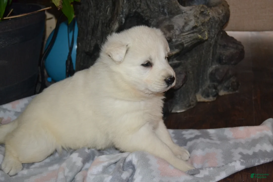 German Shepherd dogs for sale: Summer - Ad 2