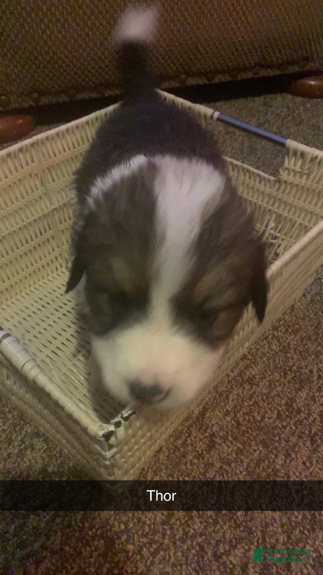 Mixed Breed dogs for sale: Thor  - Ad 1