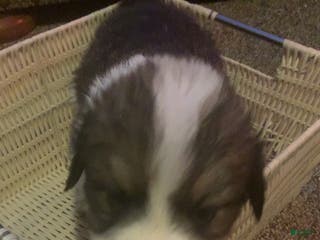 Mixed Breed dogs for sale: Thor - Ad 2