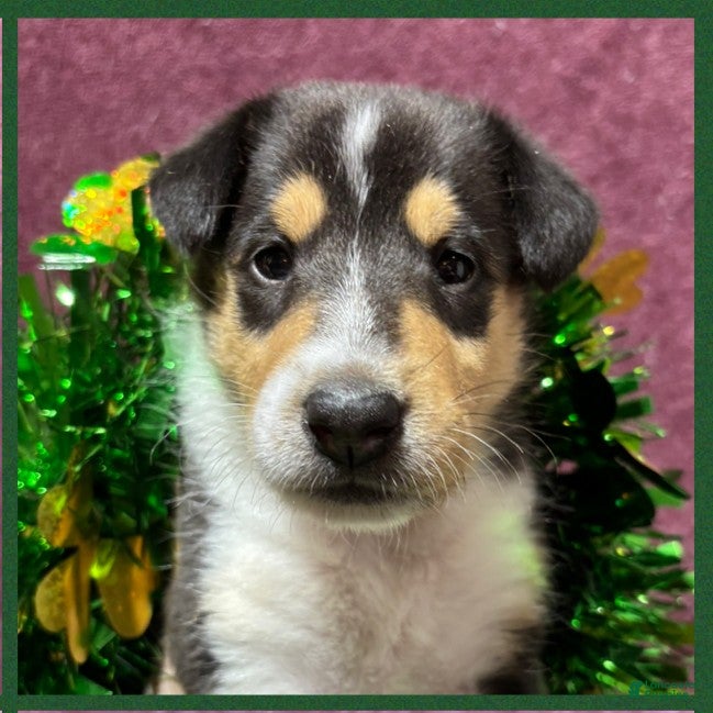 Collie dogs "Princess" - Ad 4