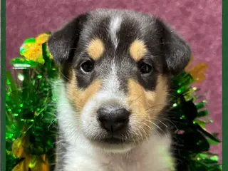 Collie dogs "Princess" - Ad 3