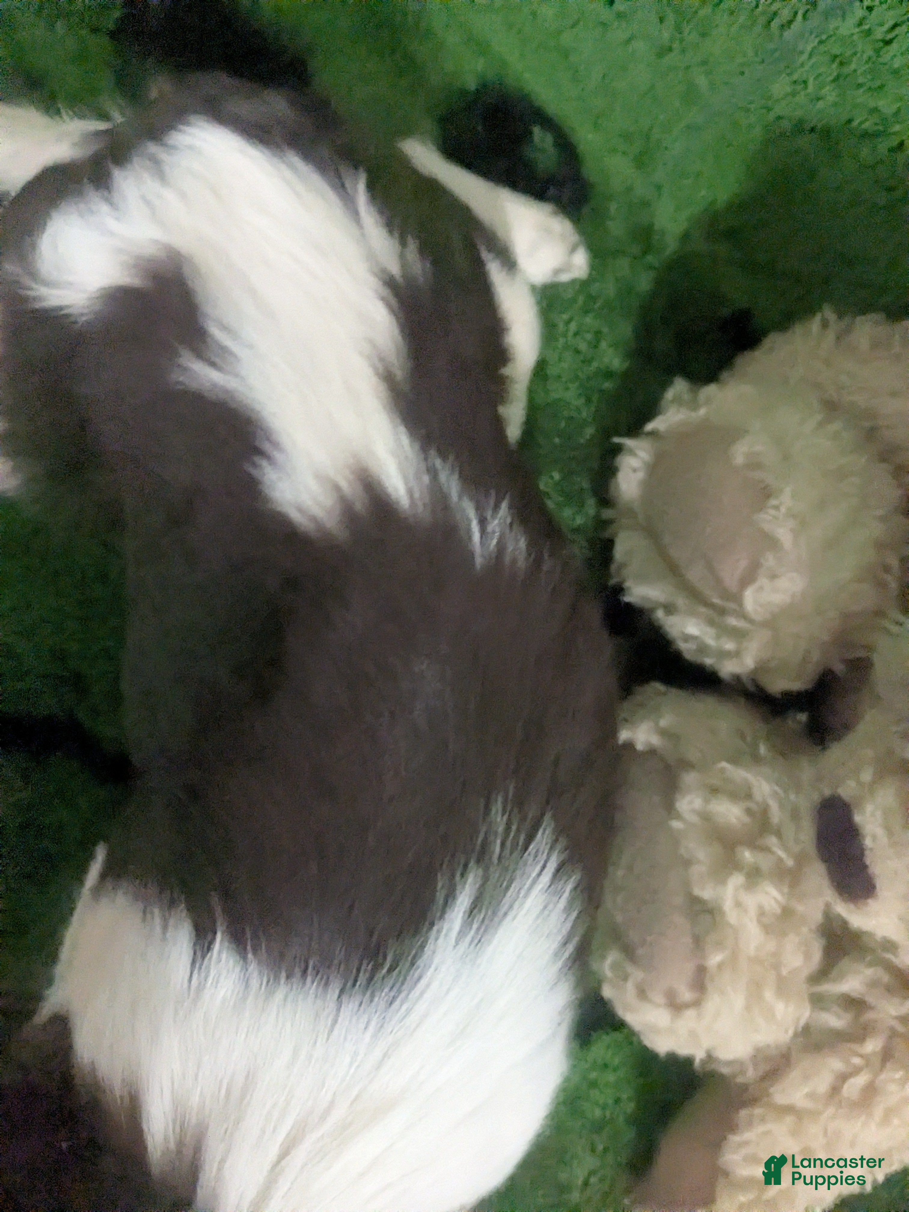 Chihuahua dogs for sale: Full AKC   Faith   - Ad 7