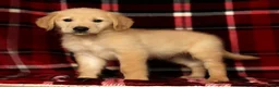 Golden Retriever dogs for sale: Rocky - Ad 1
