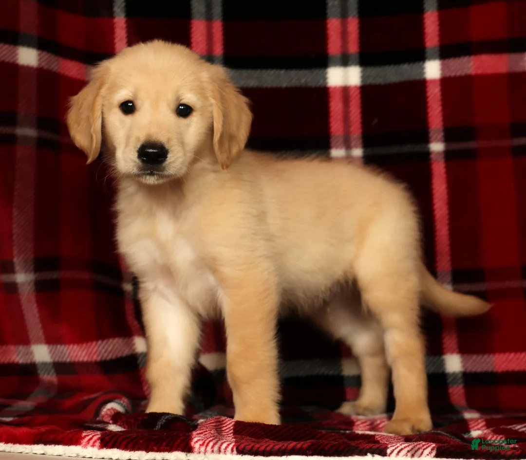 Golden Retriever dogs for sale: Rocky - Ad 1