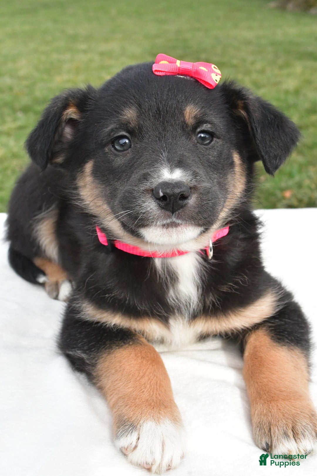 Mixed Breed dogs for sale: Maddie - Ad 4