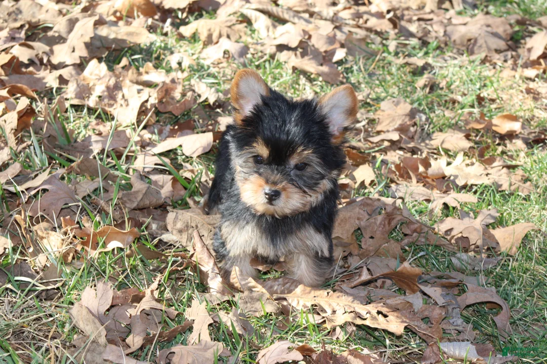Yorkshire Terrier dogs for sale: Tiny Tia - Ad 5