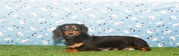 Miniature Dachshund dogs for sale: AKC-Porter - Ad 11