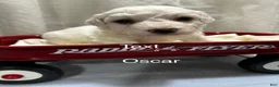 Bichon Frise dogs for sale: Bichon Frise 2 Oscar - Ad 2