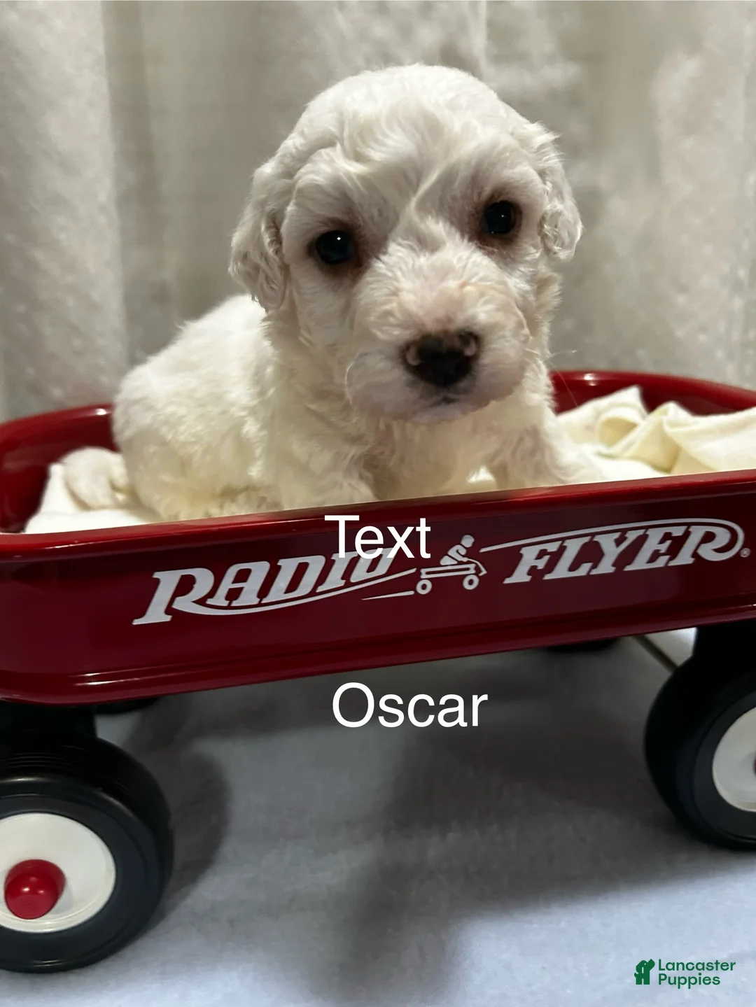 Bichon Frise dogs for sale: Bichon Frise 2 Oscar - Ad 2