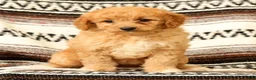 Mini Goldendoodle dogs for sale: Flurry - Ad 8