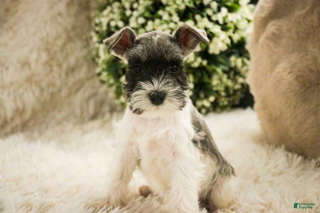 Miniature Schnauzer dogs for sale: Max - Ad 2