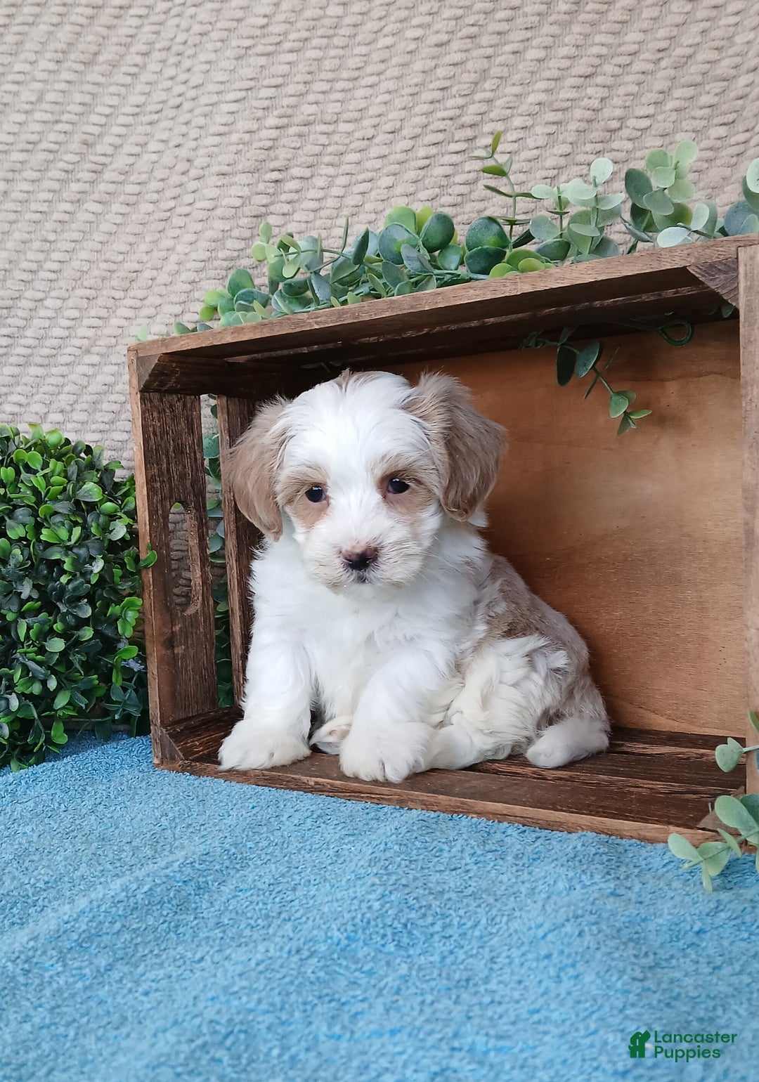 Havanese dogs for sale: Magic  - Ad 5