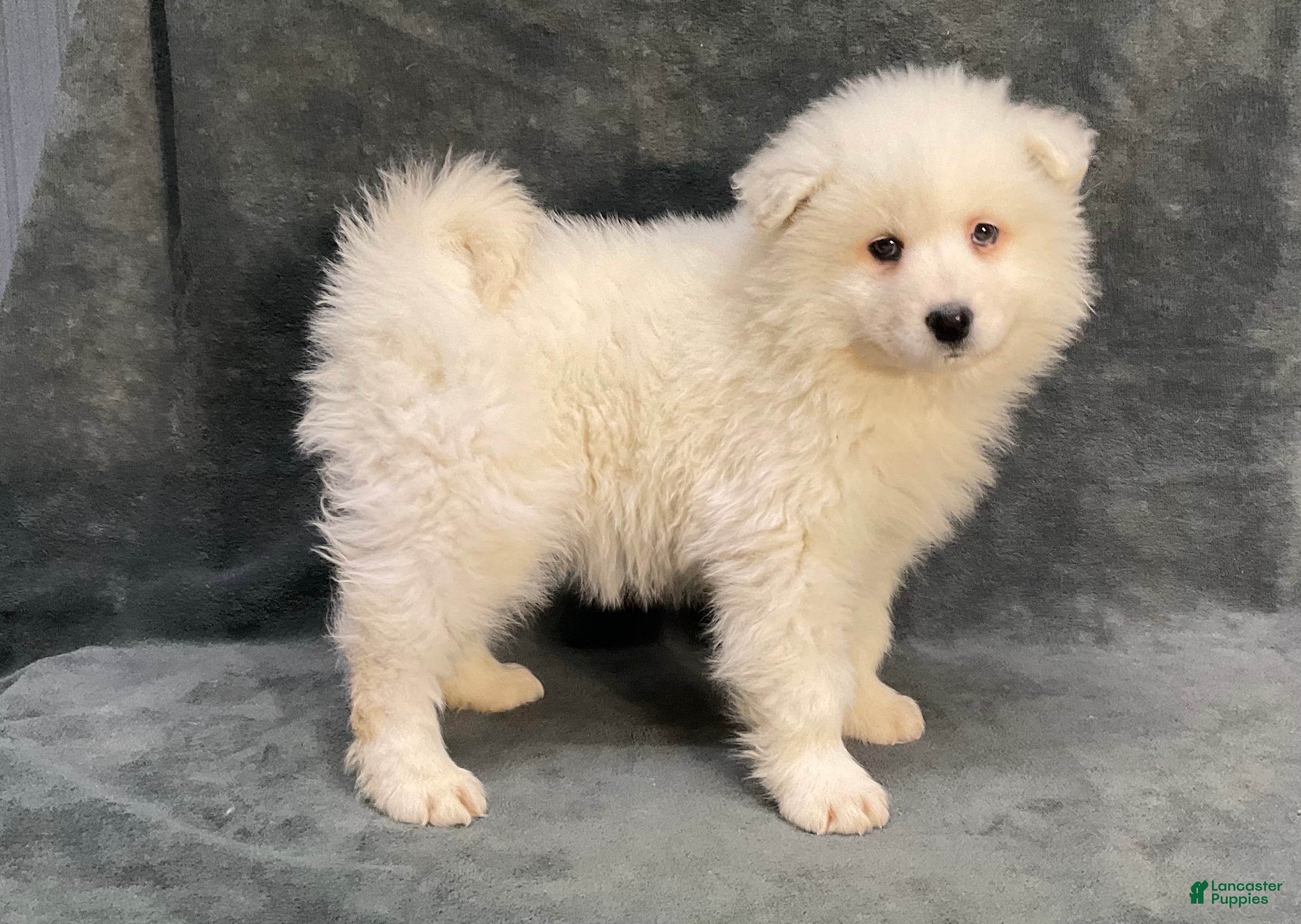 Samoyed dogs Sydney  - Ad 9