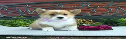 Welsh Corgi Pembroke dogs for sale: Rita - Ad 3