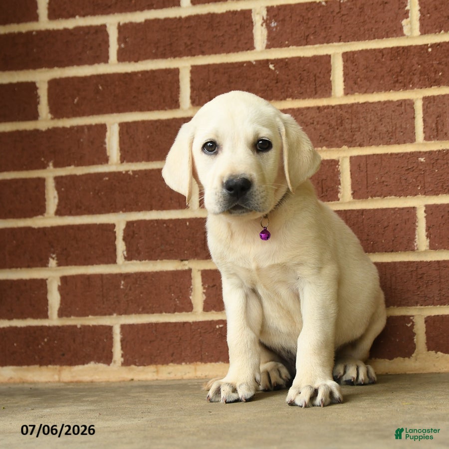 Labrador Retriever dogs Dozer - Ad 1