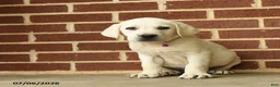 Labrador Retriever dogs for sale: Dozer - Ad 1