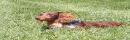 Miniature Dachshund dogs for sale: Sage - Ad 11