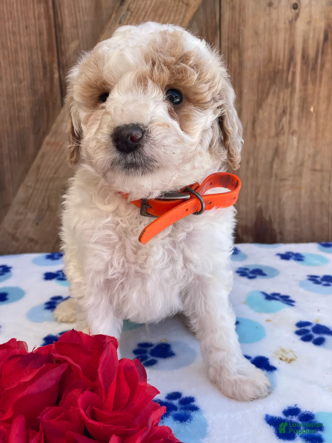 Mini Goldendoodle dogs for sale: Simon - Ad 2