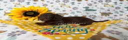 Dachshund dogs for sale:  AKC Chocolate & Tan Long Haired Female Dachshund ALL Clear - Ad 2