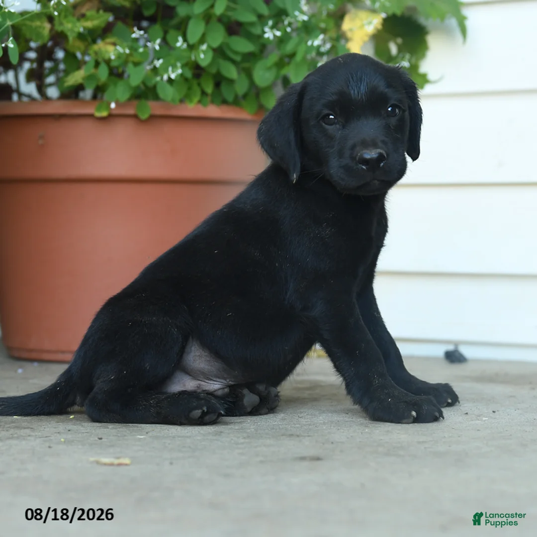 Labrador Retriever dogs for sale: Parker - Ad 2