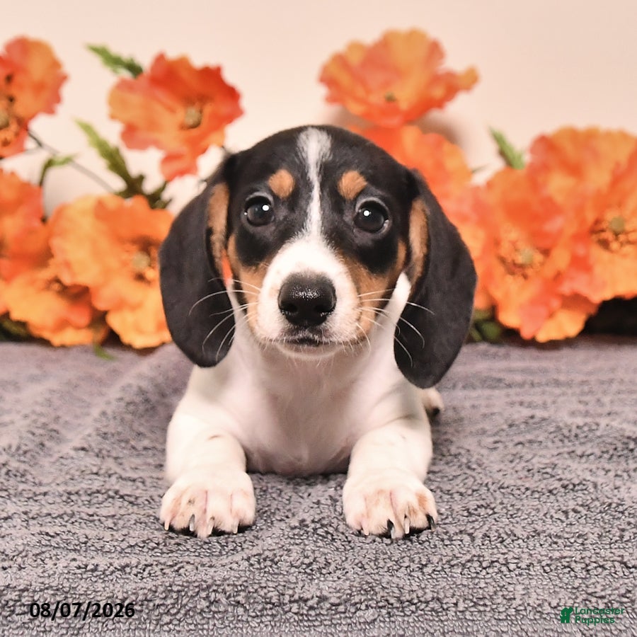 Miniature Dachshund dogs Comet - Ad 1